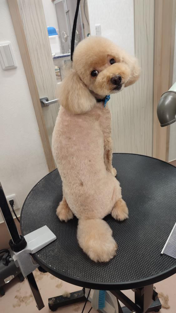 埼玉県　ふじみ野市　動物病院　コリーヌ動物病院　診療案内