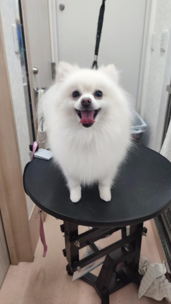 動物病院　トリミング　埼玉県　ふじみ野市