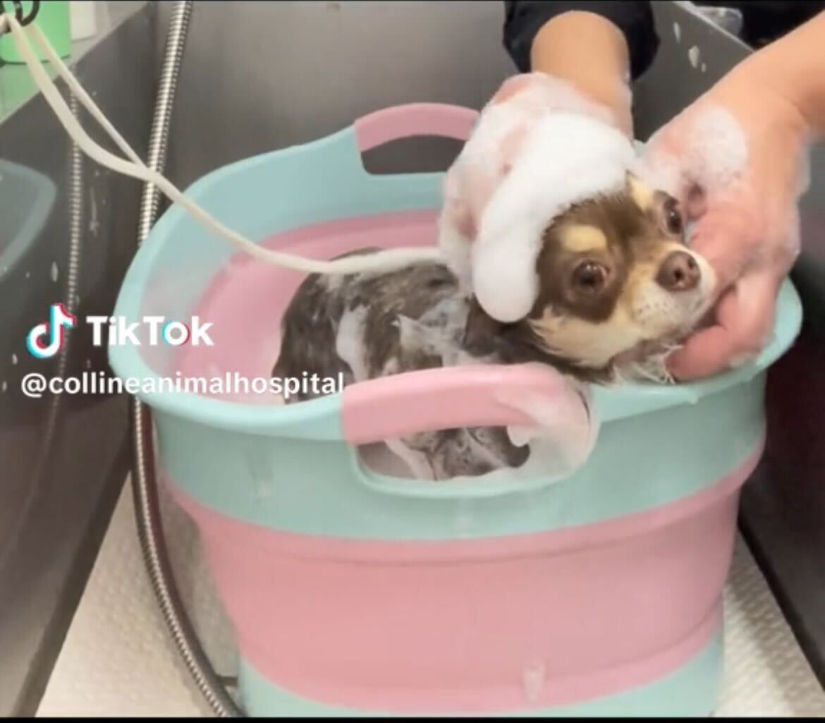 埼玉県　ふじみ野市　動物病院　コリーヌ動物病院