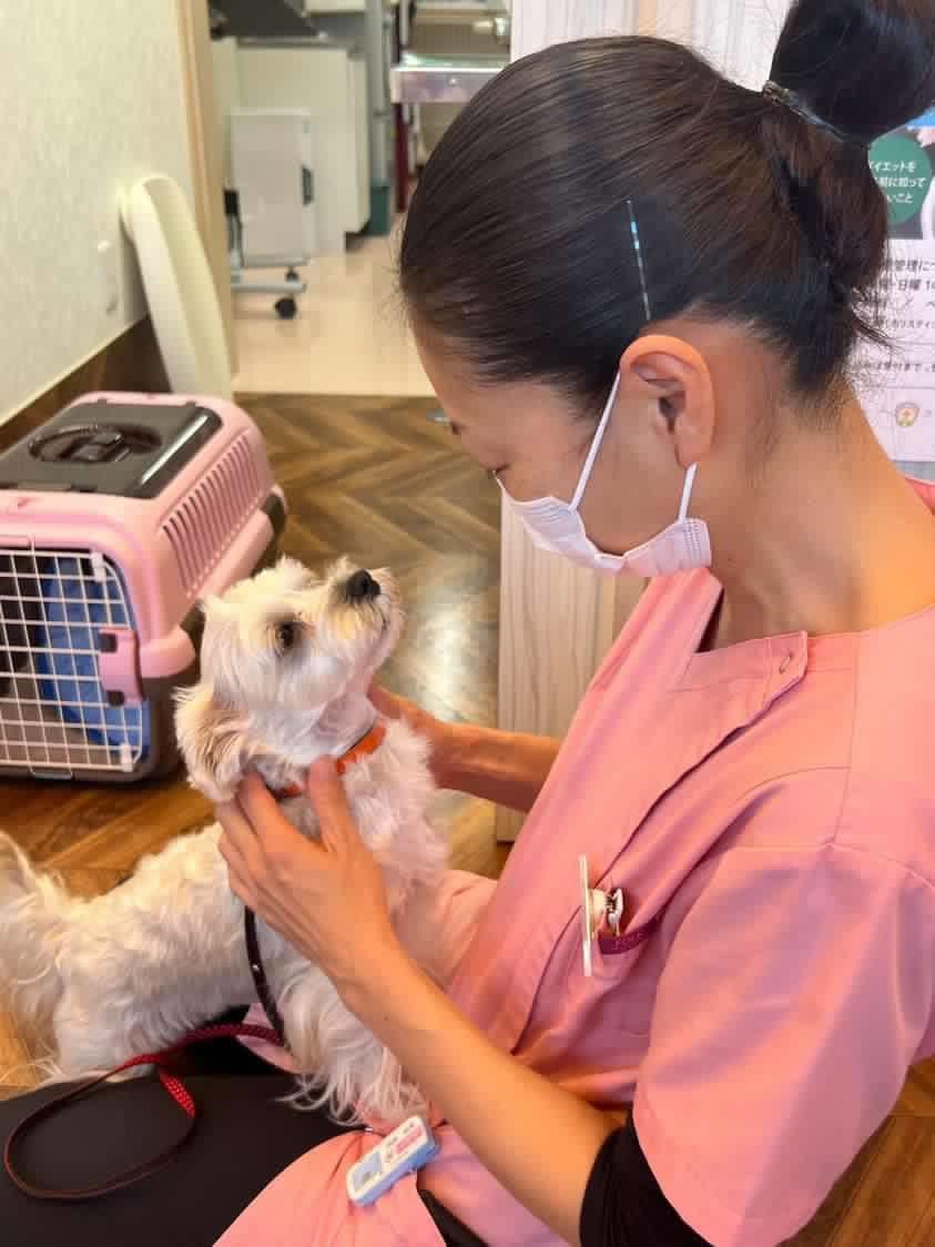 埼玉県　ふじみ野市　動物病院　コリーヌ動物病院　診療案内