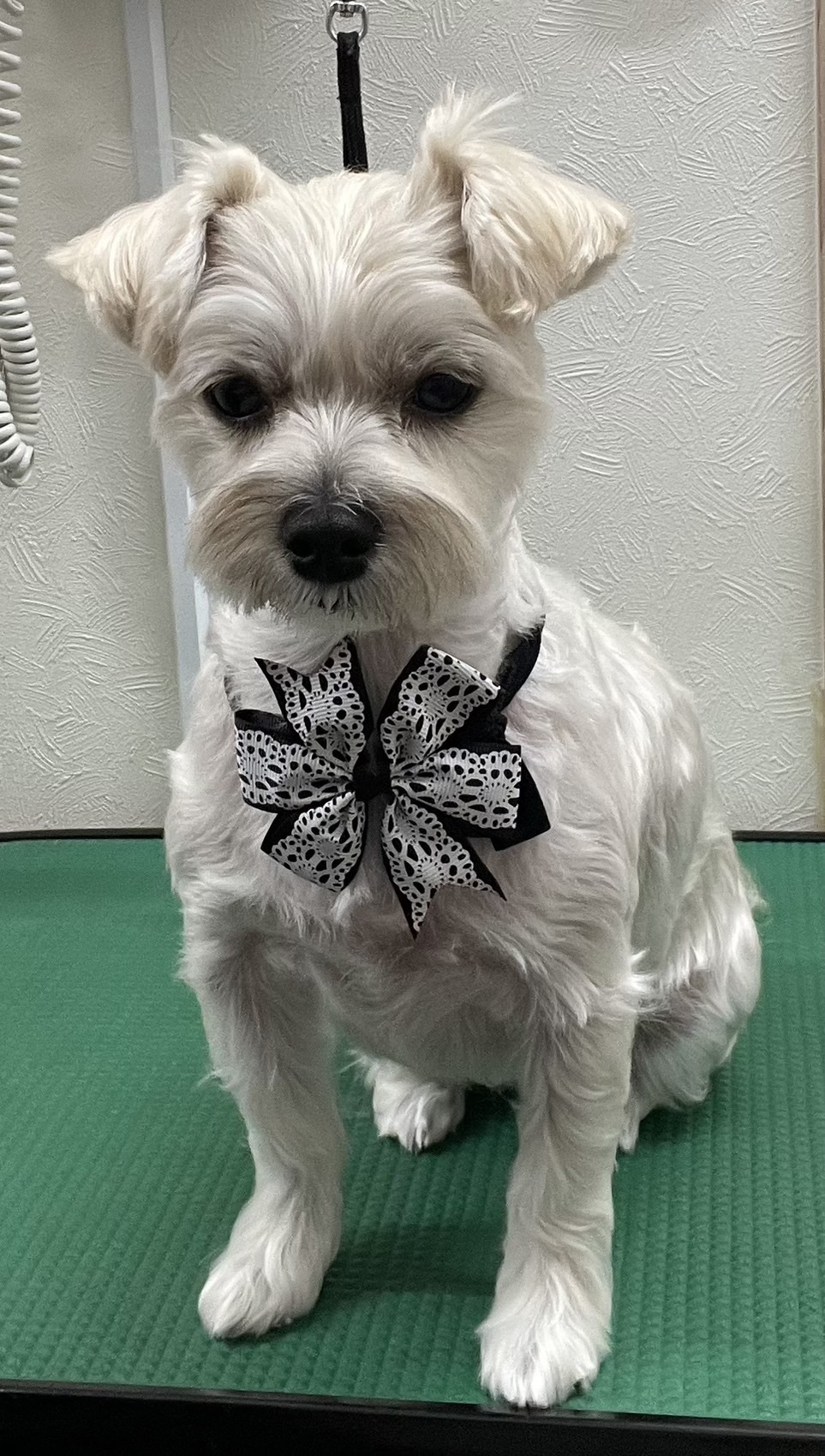 埼玉県　ふじみ野市　動物病院　コリーヌ動物病院　診療案内