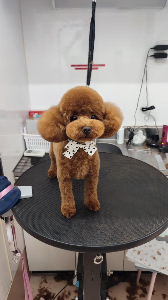 動物病院　トリミング　埼玉県　ふじみ野市