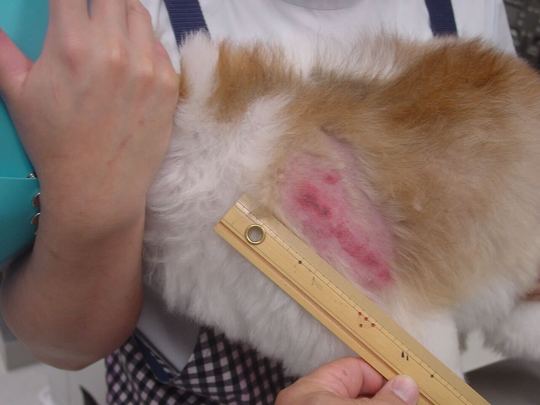 猫の皮膚科】ふじみ野市・川越市の動物病院‐コリーヌ動物病院