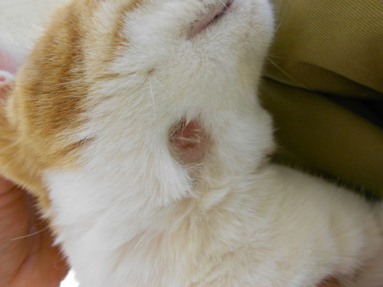 犬の皮膚科】ふじみ野市・川越市の動物病院‐コリーヌ動物病院